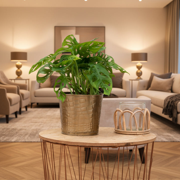 Monstera Monkey Leaf – Ø12 – 25cm – Fensterblatt | Kaufen