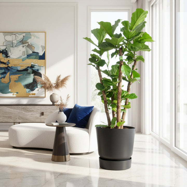 Ficus Lyrata verzweigt XXL - 220 cm - Geigenfeige