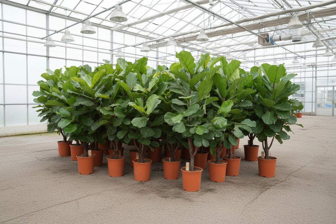 Ficus Lyrata ramifié - 180cm