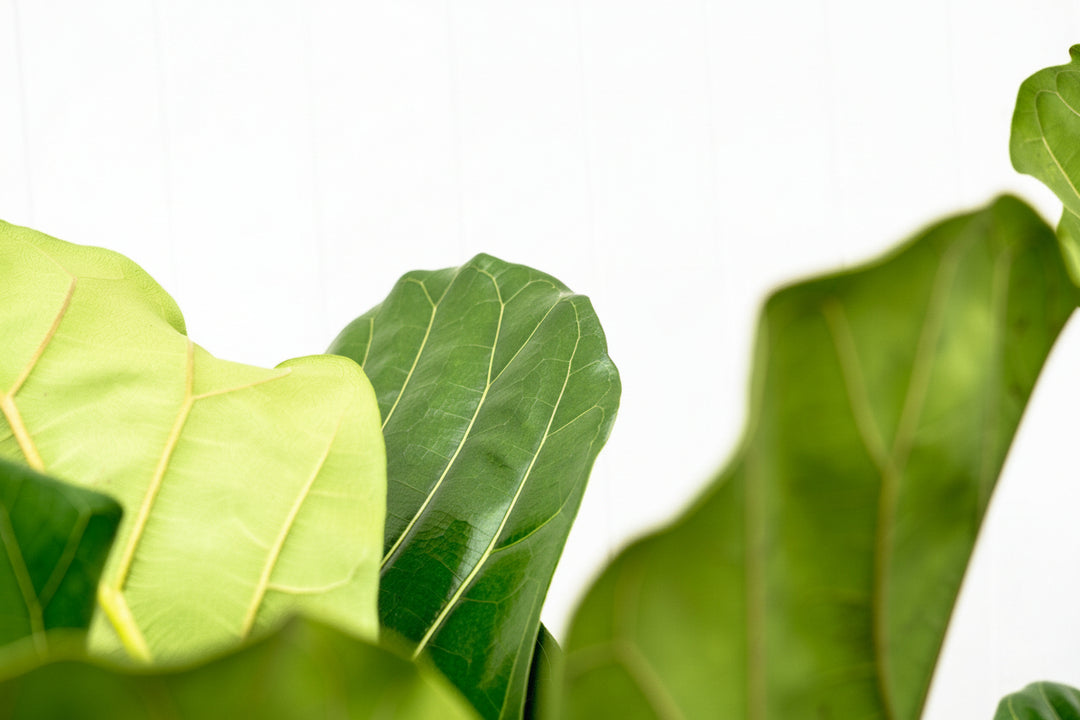 Ficus Lyrata ramifié - 180cm