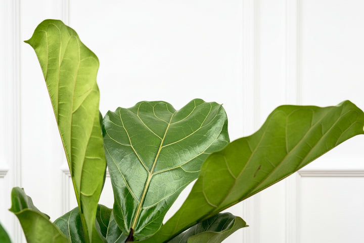 Ficus Lyrata ramifié - 180cm