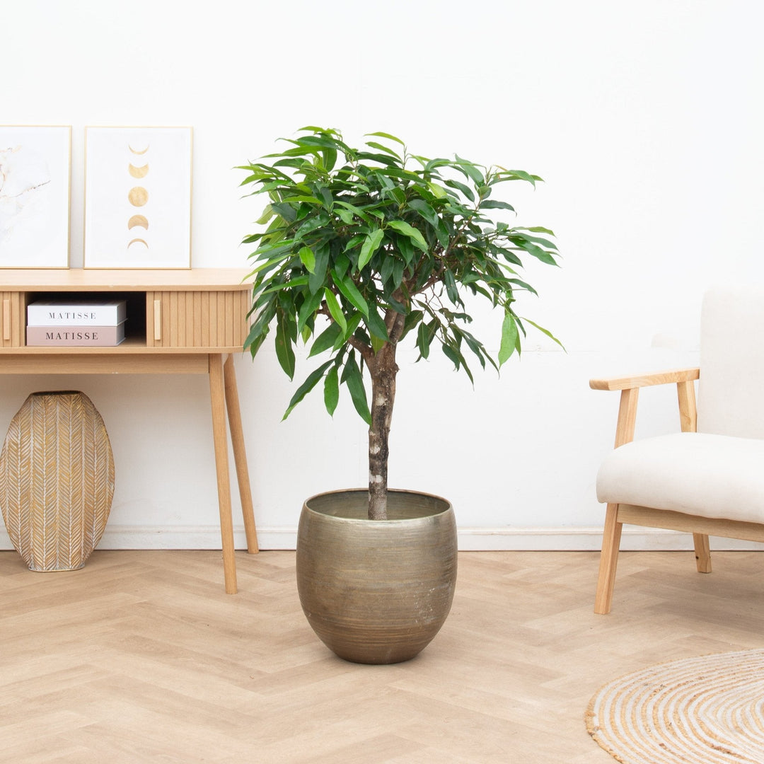 Ficus Amstel king - 130cm