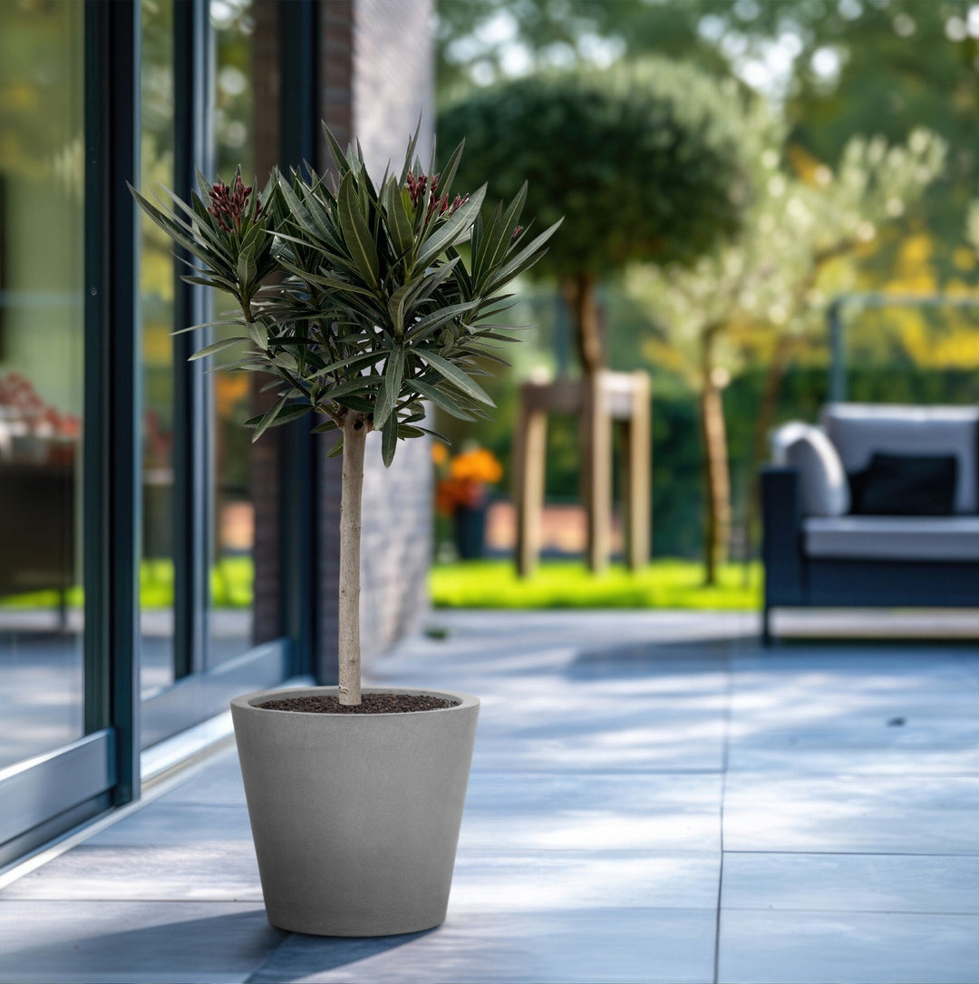 Nerium Oleander als Hochstamm - 140cm - Zimmerpflanze Kaufen