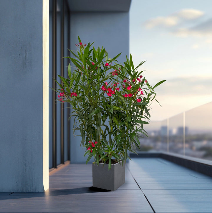 Nerium Oleander Strauch - 160cm - Zimmerpflanze Kaufen