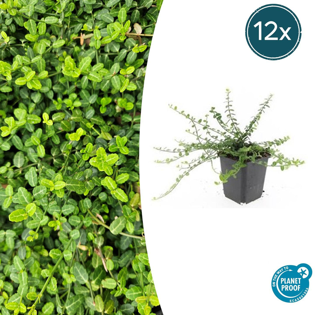 Euonymus fortunei 'Minimus' - 20cm - Kamerplant Kopen