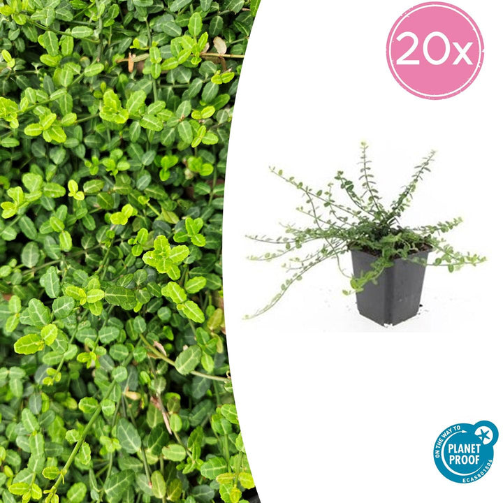 Euonymus fortunei 'Minimus' - 20cm - Kamerplant Kopen