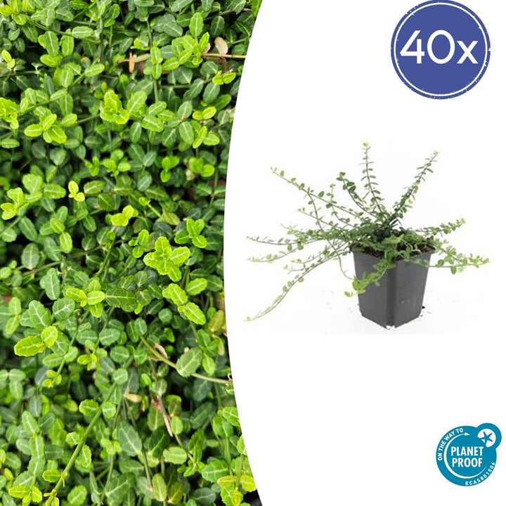 Euonymus fortunei 'Minimus' - 20cm - Kamerplant Kopen