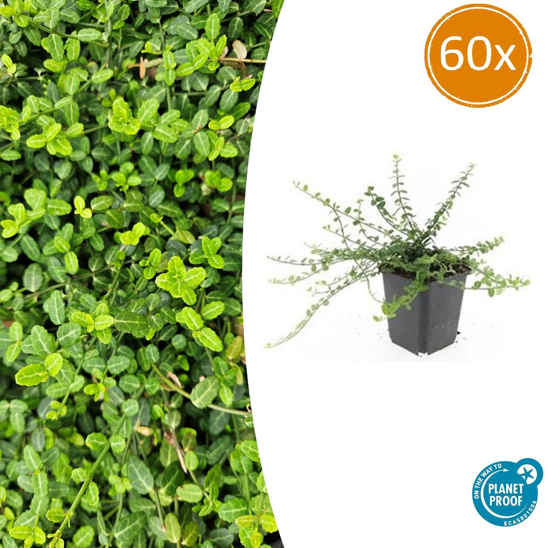 Euonymus fortunei 'Minimus' - 20cm - Kamerplant Kopen