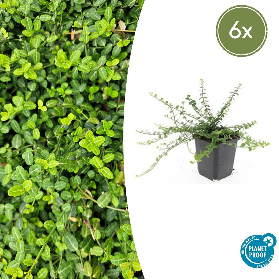 Euonymus fortunei 'Minimus' - 20cm - Kamerplant Kopen