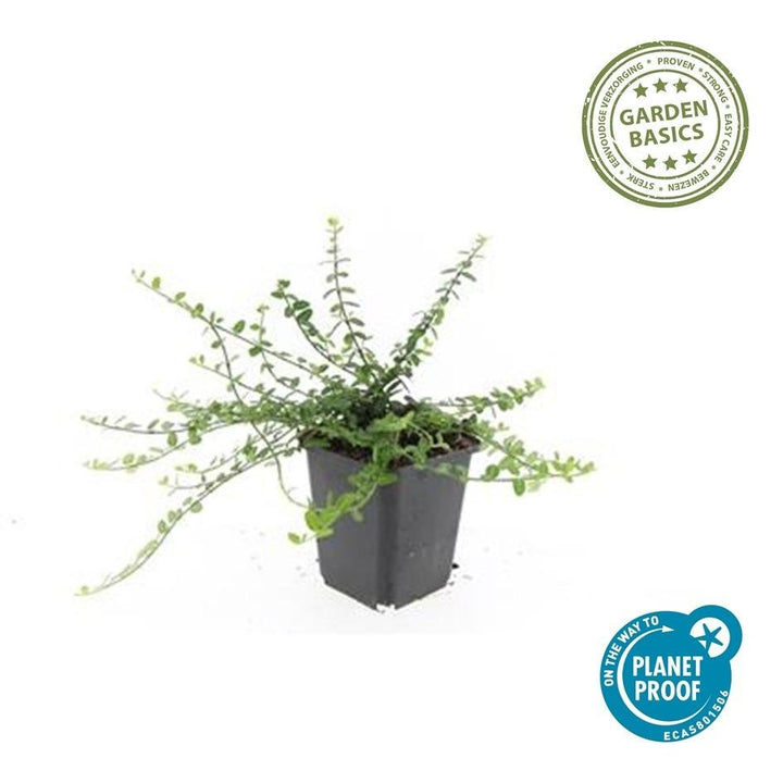 Euonymus fortunei 'Minimus' - 20cm - Kamerplant Kopen