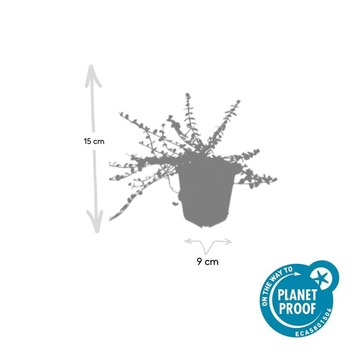 Euonymus fortunei 'Minimus' - 20cm - Kamerplant Kopen