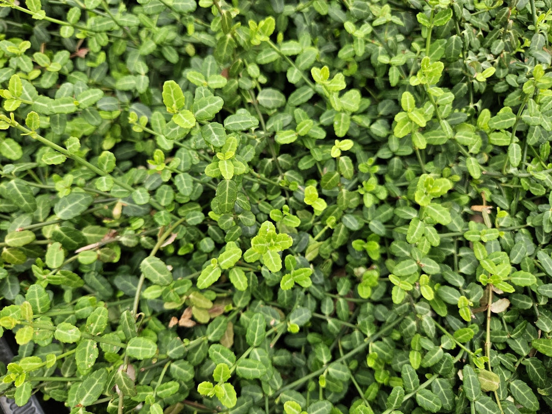 Euonymus fortunei 'Minimus' - 20cm - Kamerplant Kopen