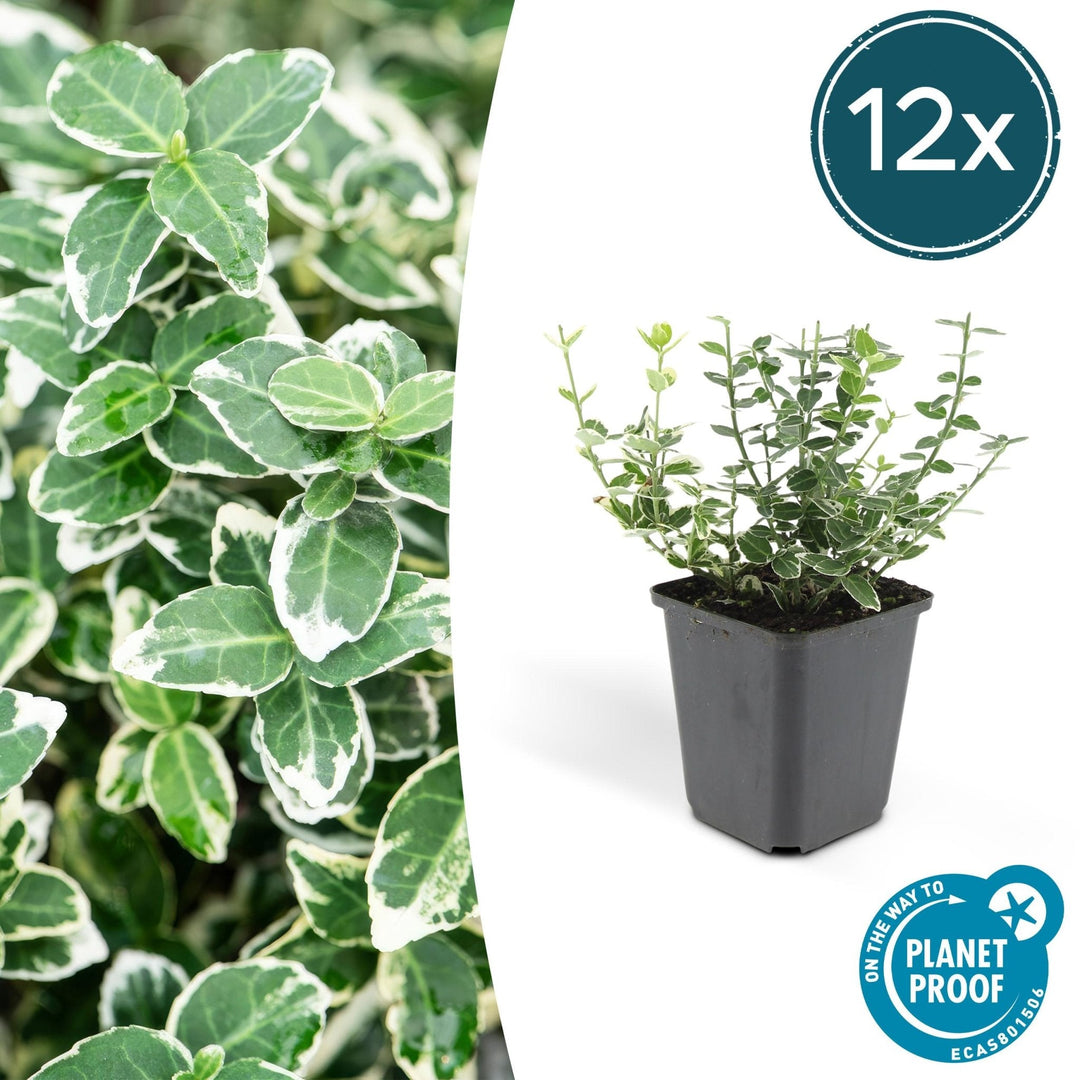 Euonymus 'Emerald 'n Gaity' - 20cm - Zimmerpflanze kaufen