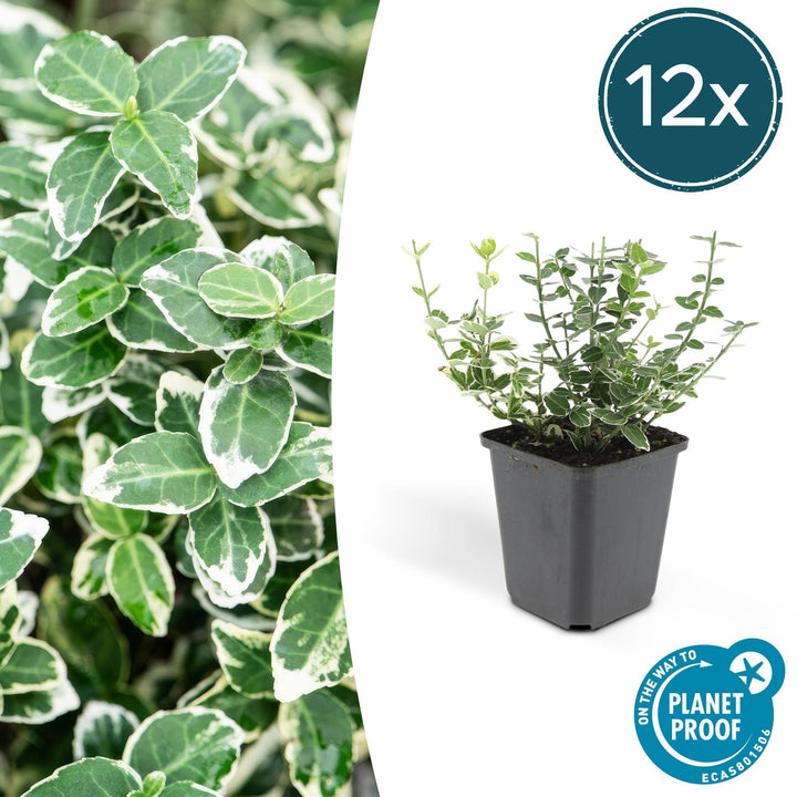 Euonymus 'Emerald 'n Gaity' - 20cm - Zimmerpflanze kaufen