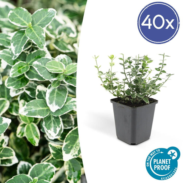 Euonymus 'Emerald 'n Gaity' - 20cm - Zimmerpflanze kaufen