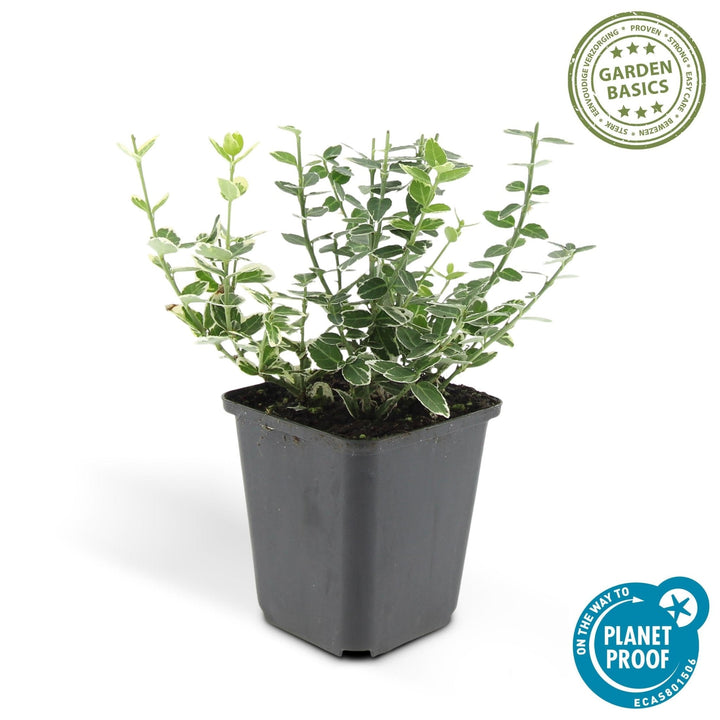 Euonymus 'Emerald 'n Gaity' - 20cm - Zimmerpflanze kaufen