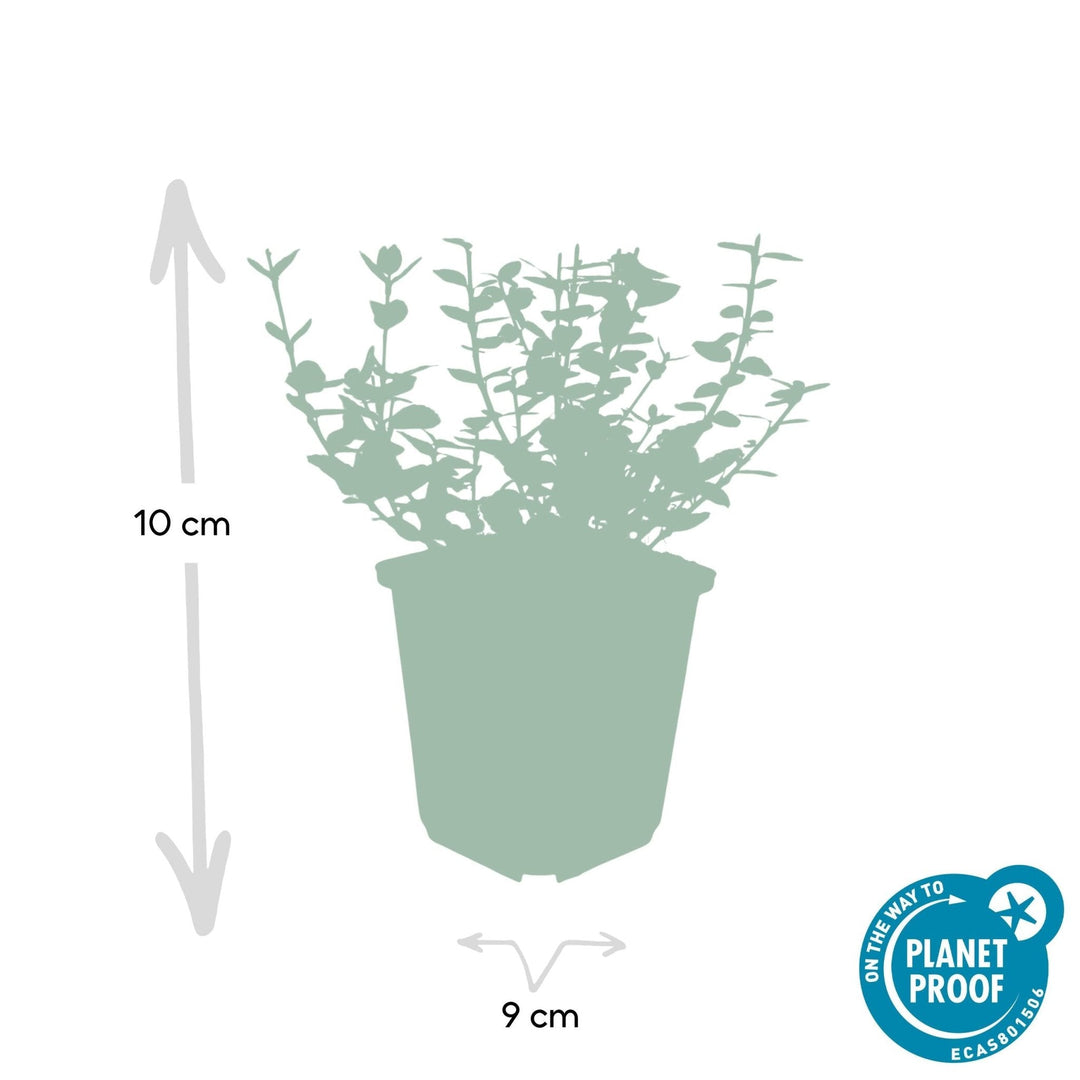 Euonymus 'Emerald 'n Gaity' - 20cm - Zimmerpflanze kaufen