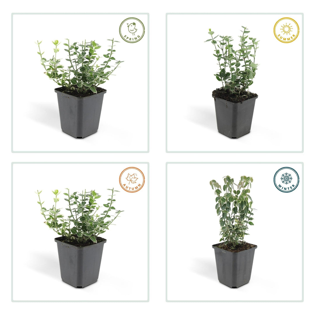 Euonymus 'Emerald 'n Gaity' - 20cm - Zimmerpflanze kaufen