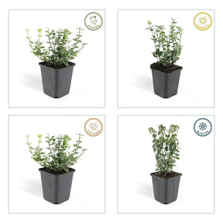 Euonymus 'Emerald 'n Gaity' - 20cm - Zimmerpflanze kaufen