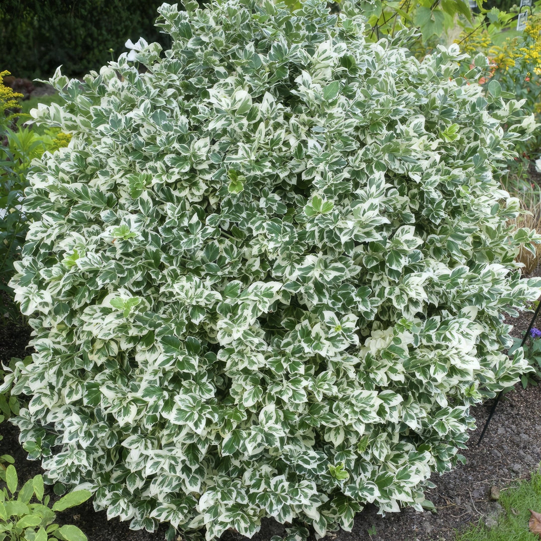 Euonymus 'Emerald 'n Gaity' - 20cm - Zimmerpflanze kaufen