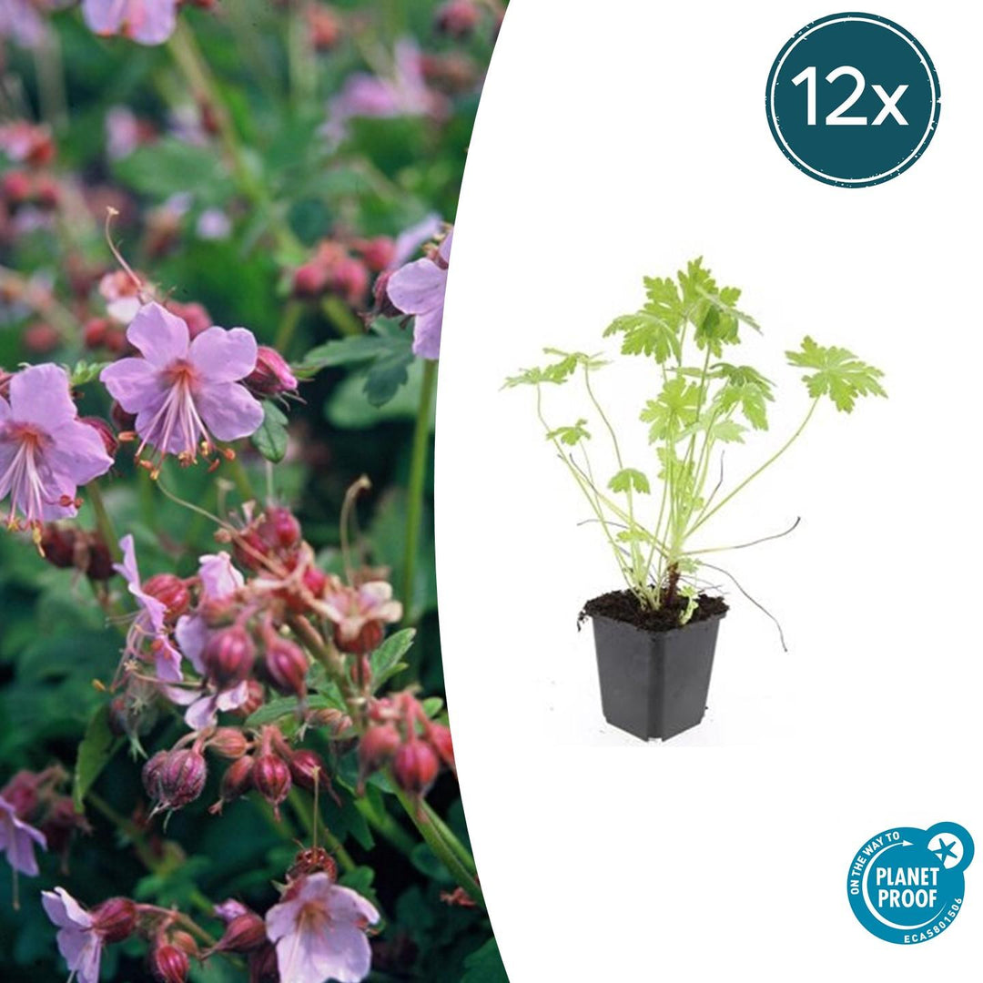 Geranium Macrorrhizum - 20cm - Zimmerpflanze Kaufen