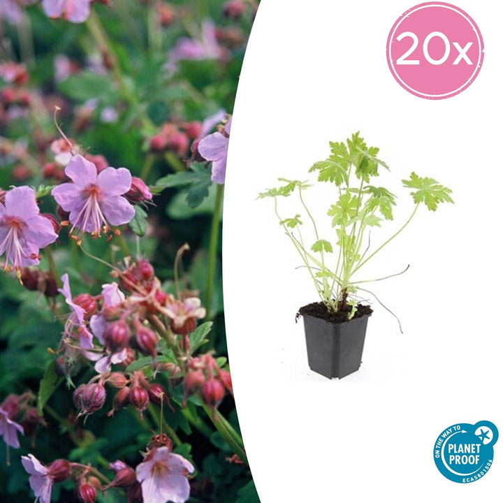 Geranium Macrorrhizum - 20cm - Zimmerpflanze Kaufen