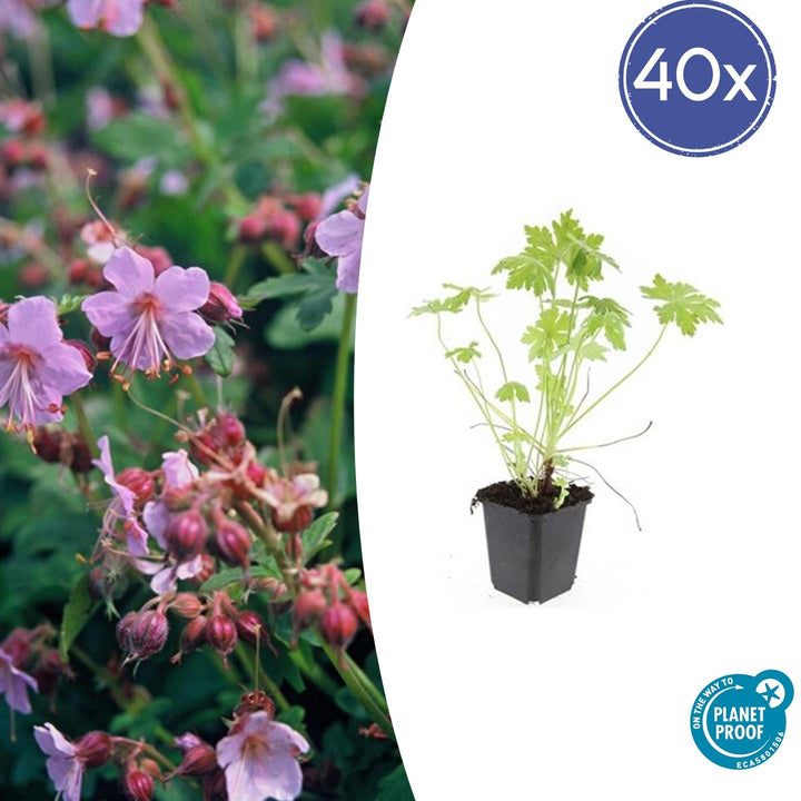 Geranium Macrorrhizum - 20cm - Zimmerpflanze Kaufen