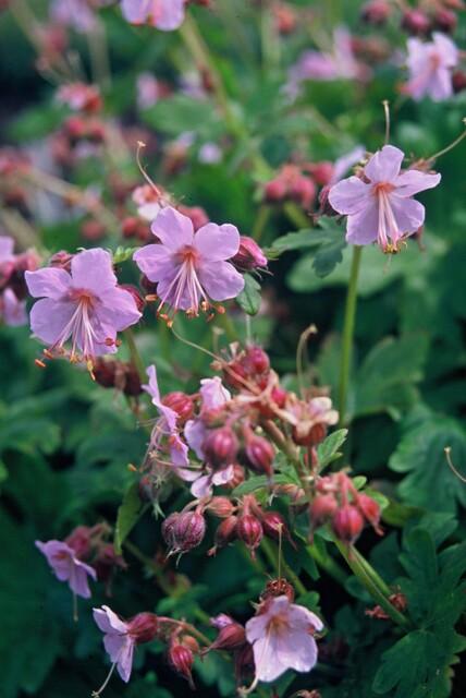 Geranium Macrorrhizum - 20cm - Zimmerpflanze Kaufen