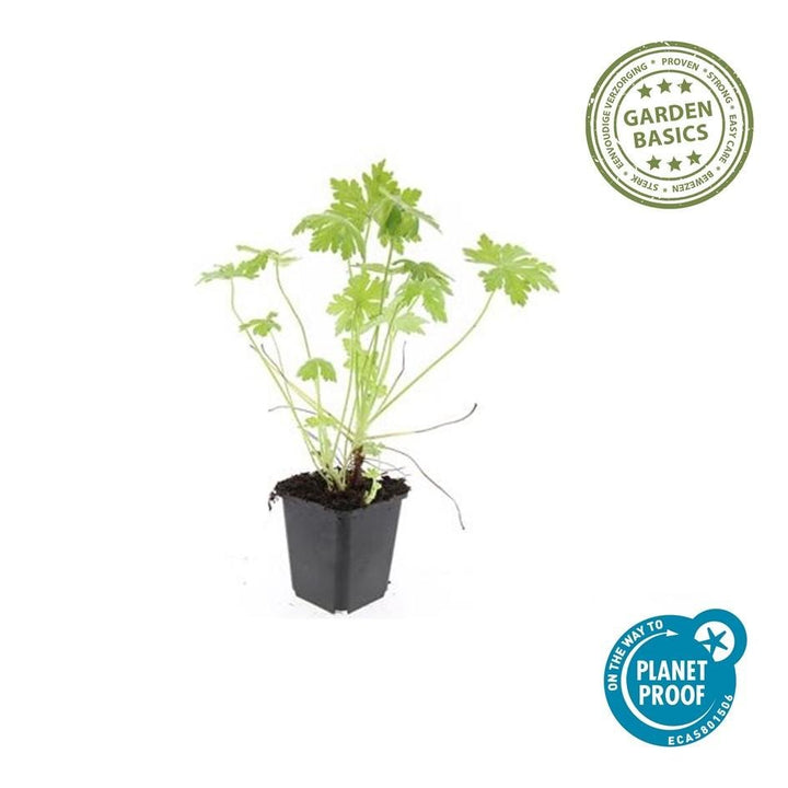 Geranium Macrorrhizum - 20cm - Zimmerpflanze Kaufen