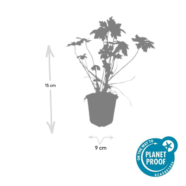 Geranium Macrorrhizum - 20cm - Zimmerpflanze Kaufen