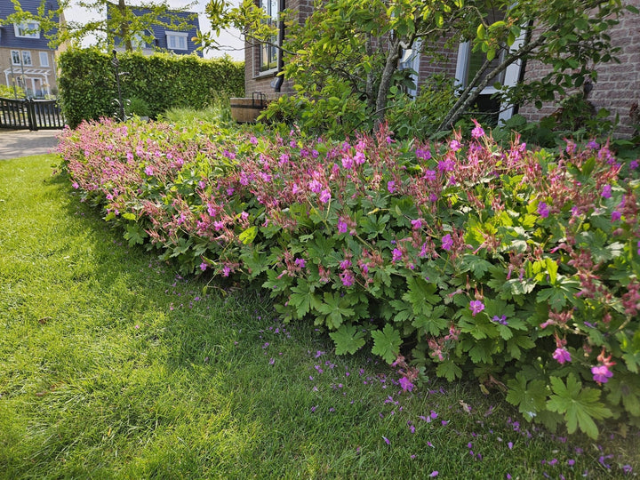 Geranium Macrorrhizum - 20cm - Zimmerpflanze Kaufen