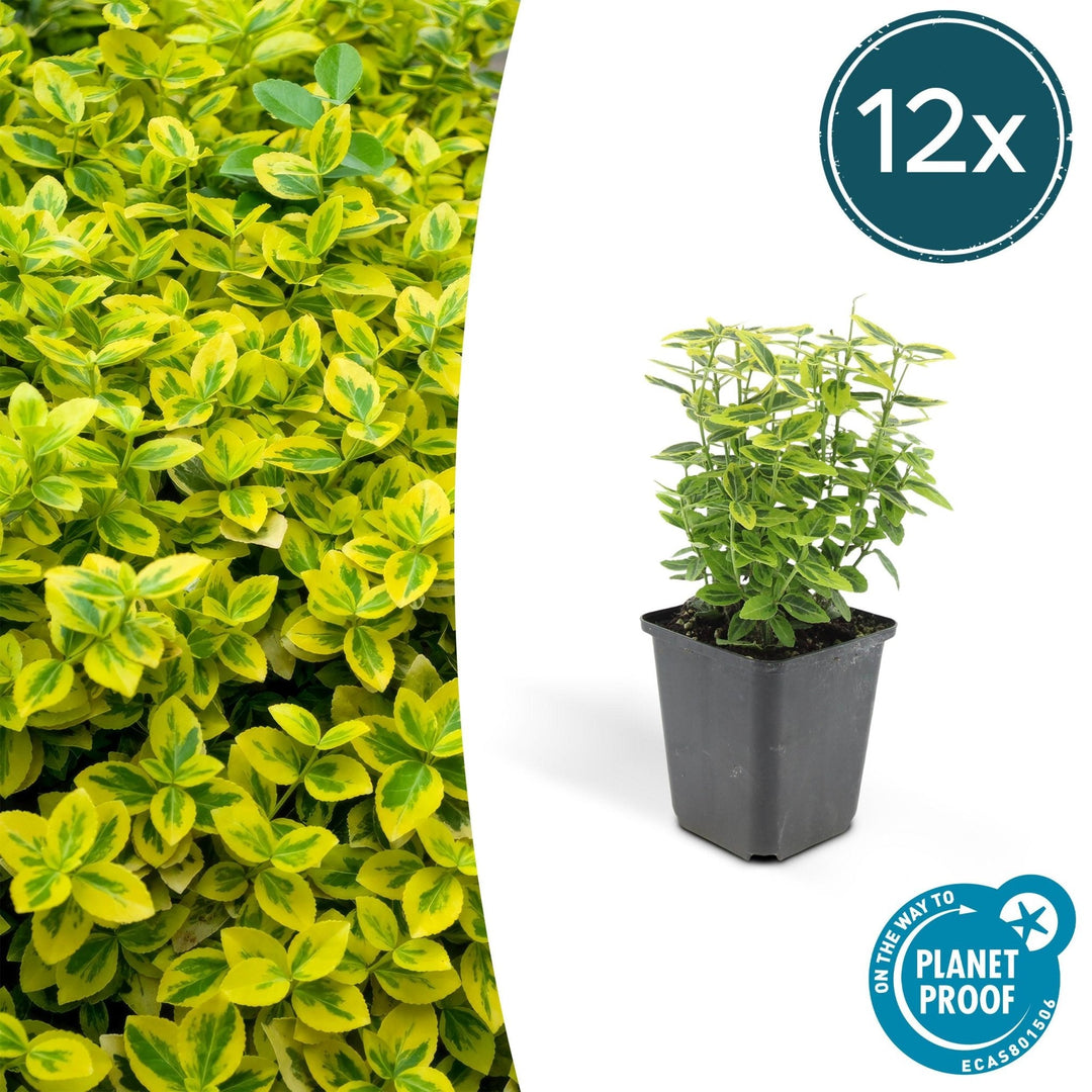 Fusain de Fortune 'Emerald 'n Gold' - 20cm