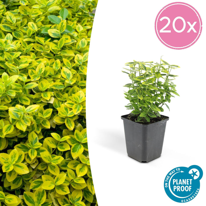 Fusain de Fortune 'Emerald 'n Gold' - 20cm