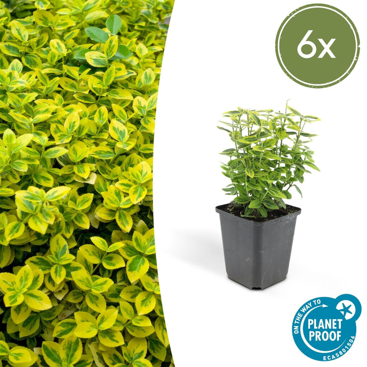 Fusain de Fortune 'Emerald 'n Gold' - 20cm