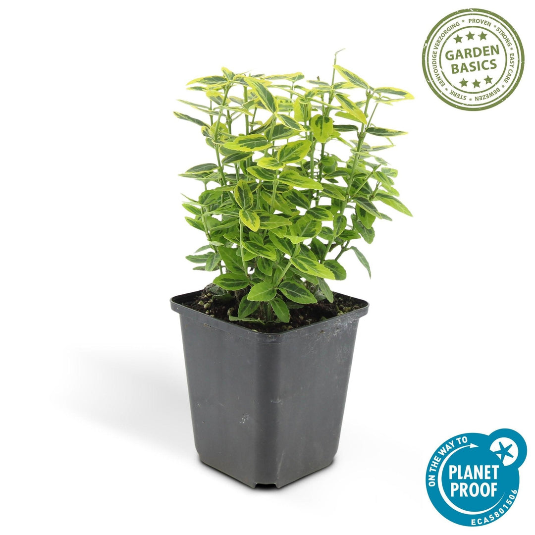 Fusain de Fortune 'Emerald 'n Gold' - 20cm