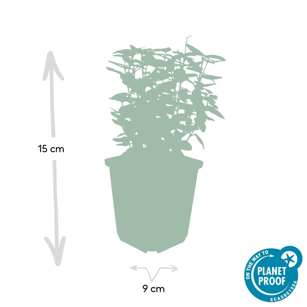 Fusain de Fortune 'Emerald 'n Gold' - 20cm