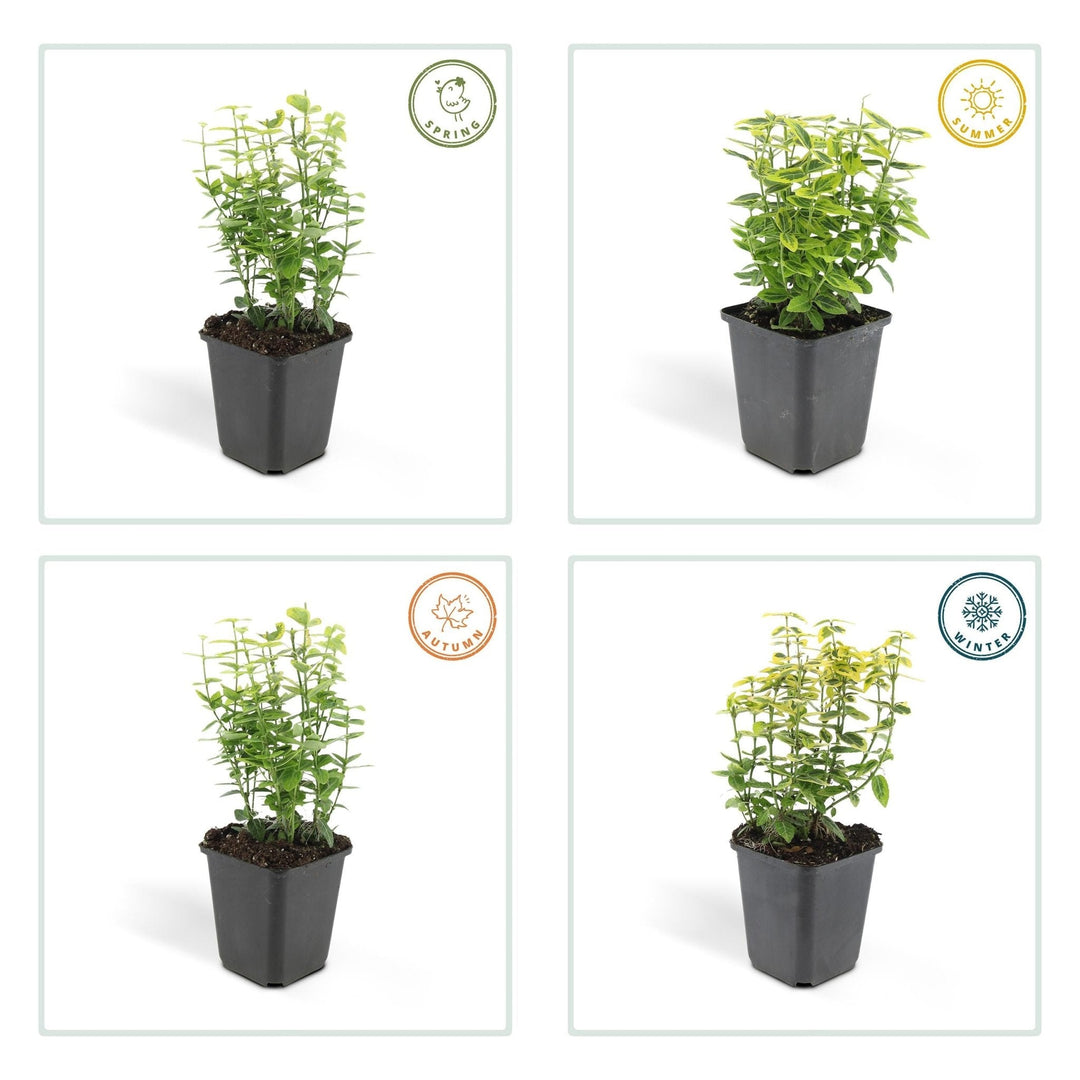 Fusain de Fortune 'Emerald 'n Gold' - 20cm