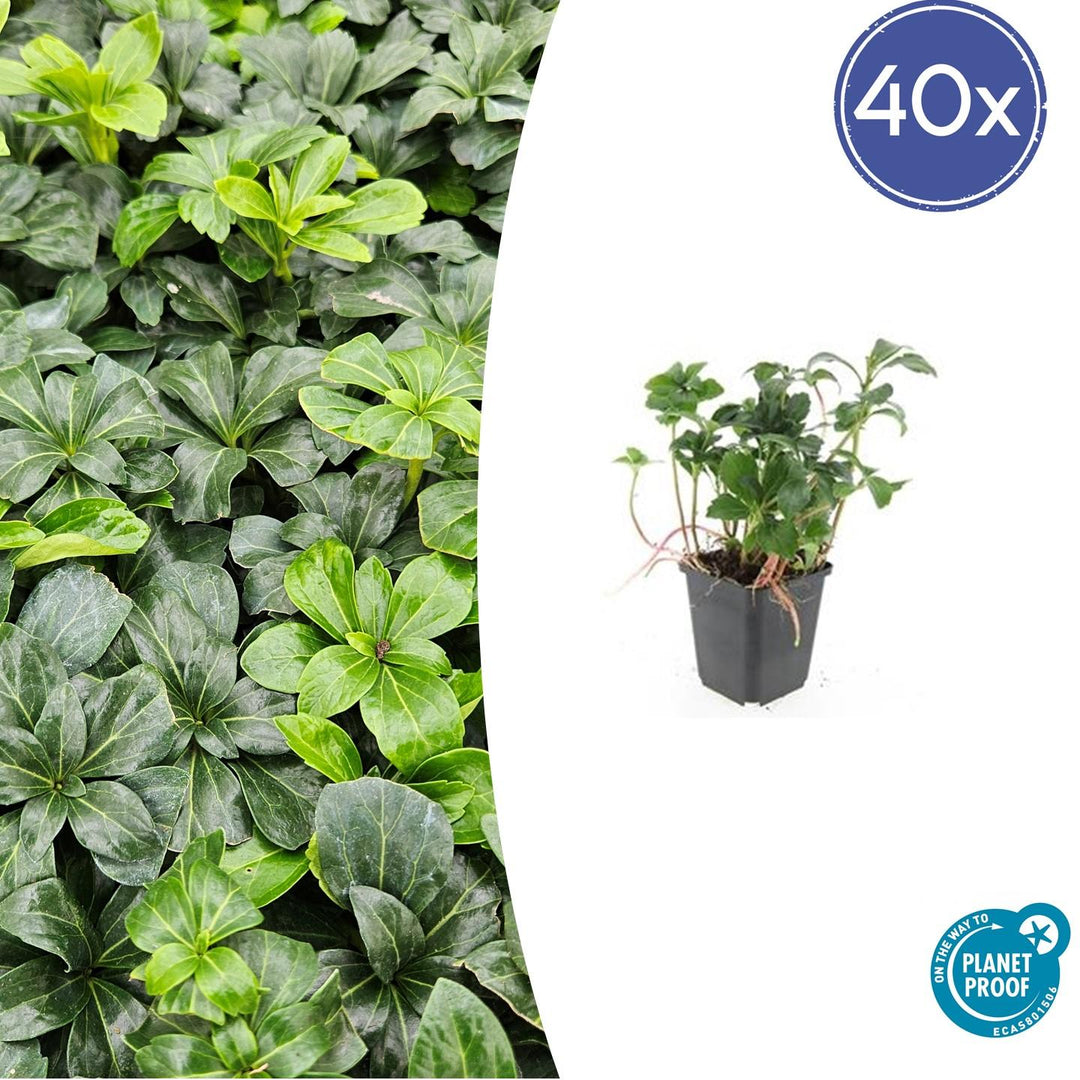 Pachysandra terminalis 'Green Sheen' - 20cm - Immergrüner Bodendecker