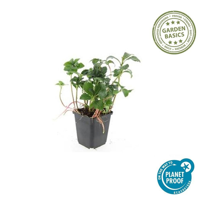 Pachysandra terminalis 'Green Sheen' - 20cm - Immergrüner Bodendecker