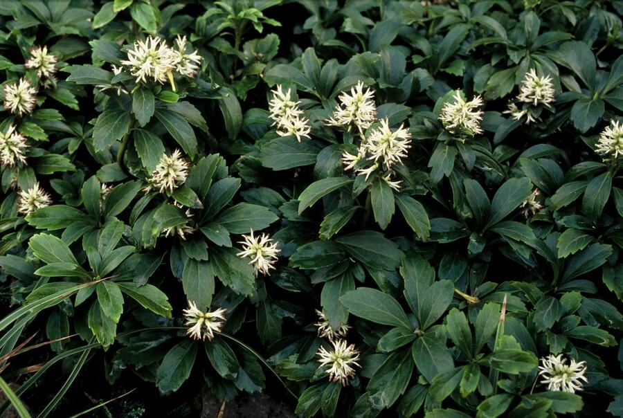 Pachysandra terminalis 'Green Sheen' - 20cm - Immergrüner Bodendecker