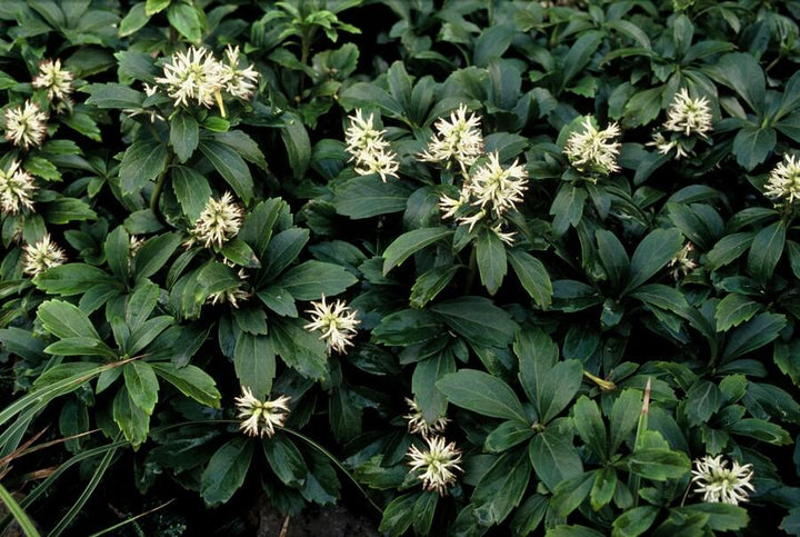 Pachysandra terminalis 'Green Sheen' - 20cm - Immergrüner Bodendecker