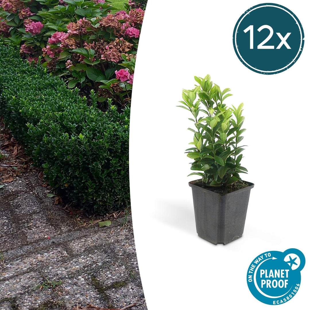 Euonymus Japonicus 'Green Spire' - 20cm - Kamerplant Kopen