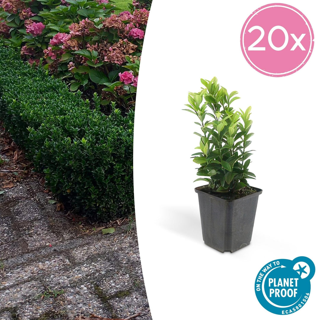 Euonymus Japonicus 'Green Spire' - 20cm - Kamerplant Kopen