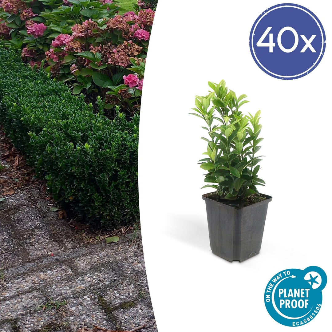 Euonymus Japonicus 'Green Spire' - 20cm - Kamerplant Kopen