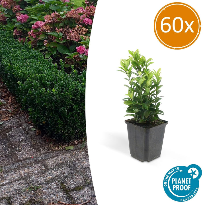 Euonymus Japonicus 'Green Spire' - 20cm - Kamerplant Kopen