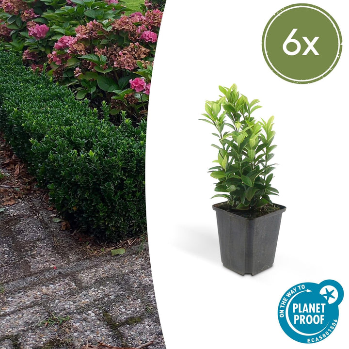 Euonymus Japonicus 'Green Spire' - 20cm - Kamerplant Kopen