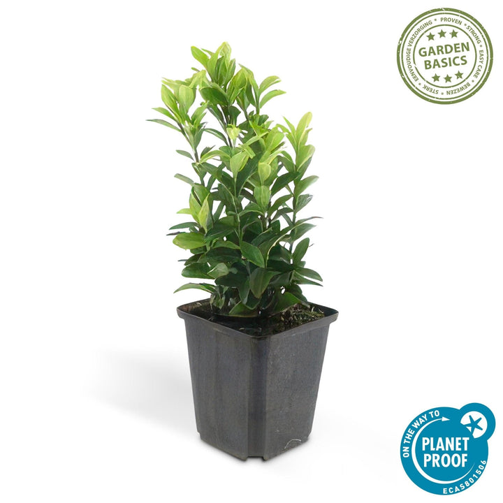 Euonymus Japonicus 'Green Spire' - 20cm - Kamerplant Kopen