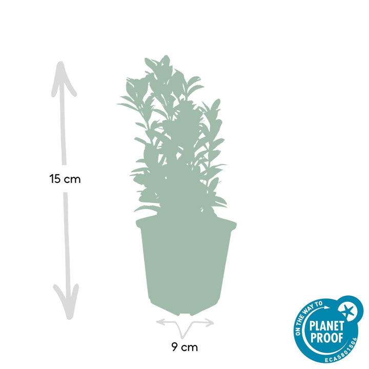 Euonymus Japonicus 'Green Spire' - 20cm - Kamerplant Kopen