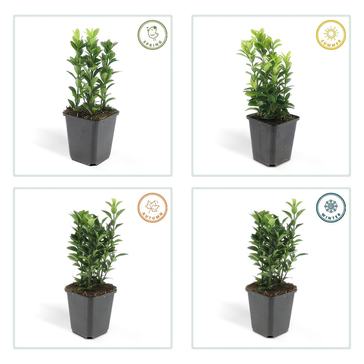 Euonymus Japonicus 'Green Spire' - 20cm - Kamerplant Kopen