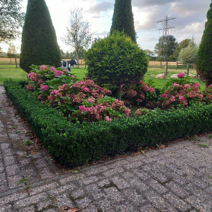 Euonymus Japonicus 'Green Spire' - 20cm - Kamerplant Kopen
